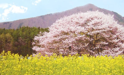 高山村　しだれ桜